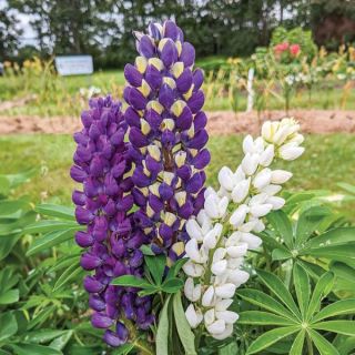 Lupini Mix Lupins Thumbnail